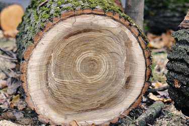 Similar image 21543795