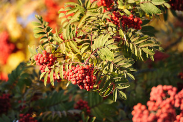 Similar image 21544009