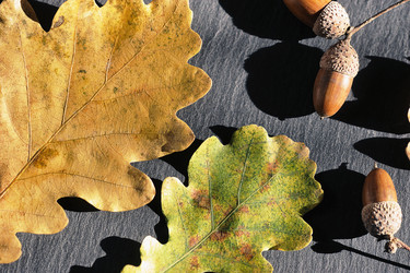 Similar image 21544244