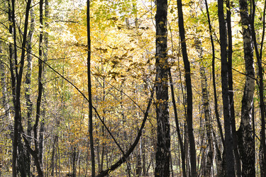 Similar image 21544038