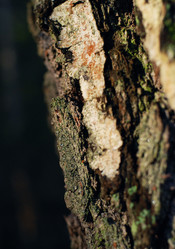 Similar image 21542623