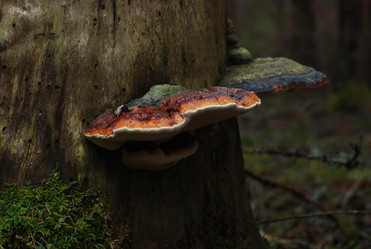 Similar image 21542634