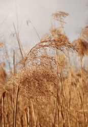 Similar image 21542641