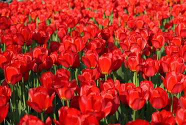 Similar image 21542935