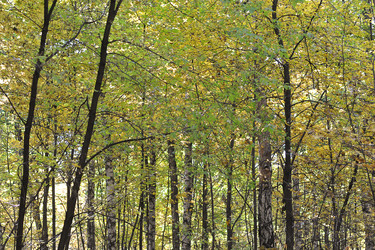 Similar image 21543390