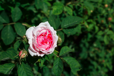 Similar image 21545924