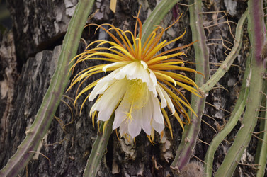 Similar image 21544795