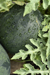 Similar image 21545329