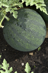 Similar image 21545330