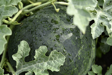 Similar image 21545331