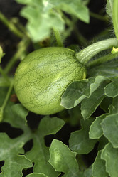 Similar image 21545332