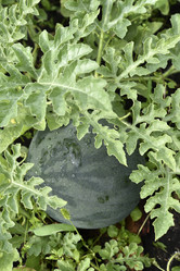 Similar image 21545333