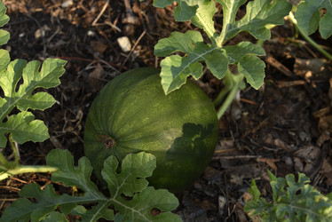 Similar image 21545334