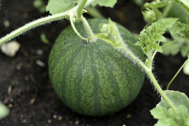 Similar image 21545336