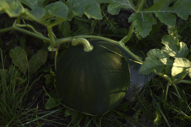 Similar image 21545337