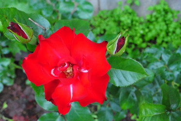 Similar image 21545979