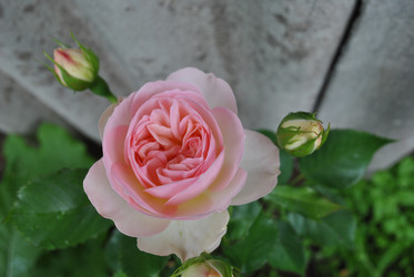 Similar image 21545982