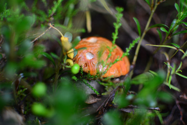 Similar image 21545989