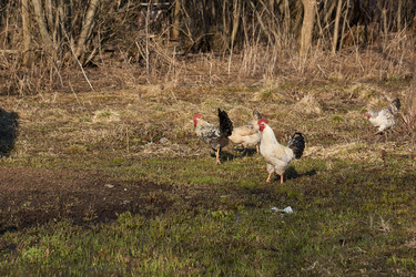 Similar image 21546862