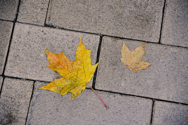 Similar image 21549059