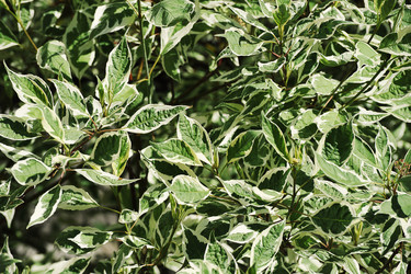 Similar image 21549099