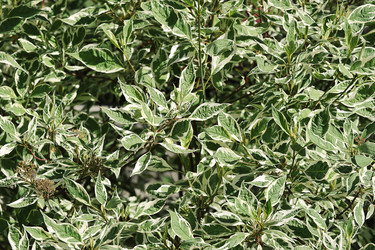 Similar image 21549107