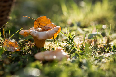 Similar image 21546905