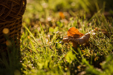 Similar image 21546910