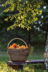 Similar image 21547001