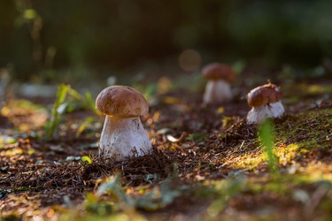 Similar image 21547010