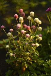 Similar image 21547396