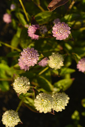 Similar image 21547403