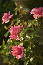 Similar image 21547936