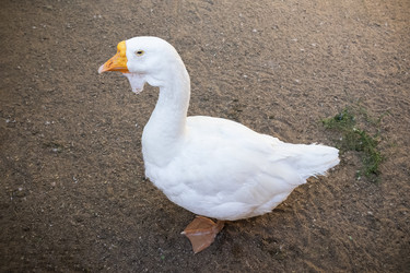 Similar image 21547827