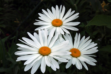 Similar image 21547887