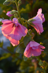 Similar image 21548790