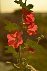 Similar image 21548791