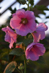 Similar image 21548792