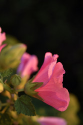 Similar image 21548793