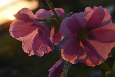 Similar image 21548795