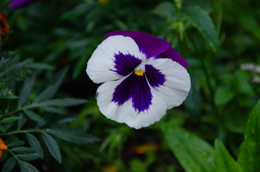 Similar image 21550200