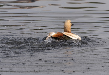 Similar image 21630656