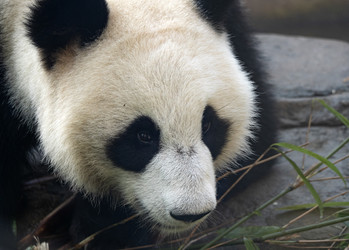 Similar image 21630850