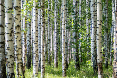 Similar image 21557497