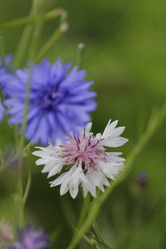 Similar image 21554324