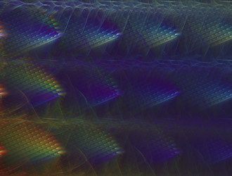 Similar image 21619299