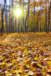 Similar image 21597509