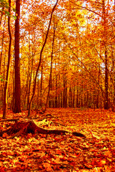 Similar image 21597550