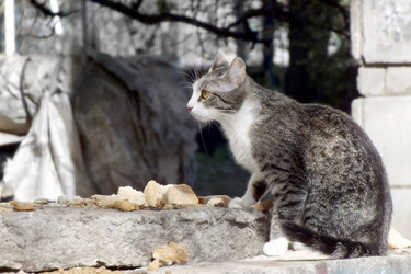 Similar image 21550670