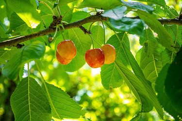 Similar image 21550814